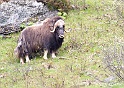 Boeuf musque 9708